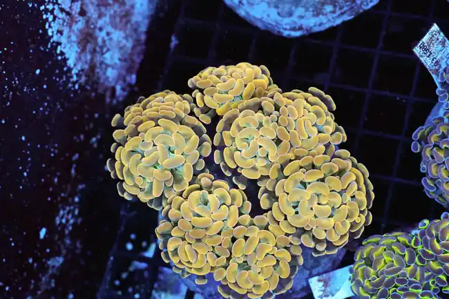 Gold Hammer Colony WYSIWYG - SAQ Coral Farm