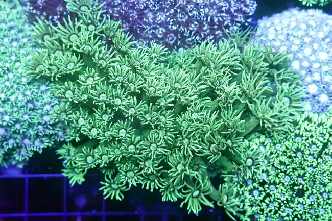 Mint Green Goniopora Colony WYSIWYG - SAQ Coral Farm