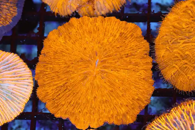 Orange Fungia Plate WYSIWYG - SAQ Coral Farm