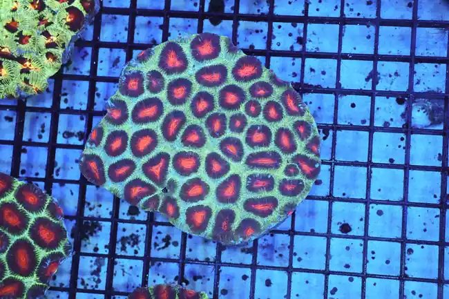 Christmas Tree Favia WYSIWYG - SAQ Coral Farm