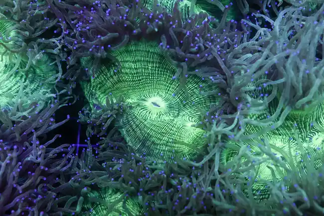 Green Elegance WYSIWYG - SAQ Coral Farm
