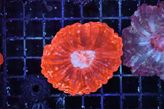 Red Cynarina WYSIWYG - SAQ Coral Farm