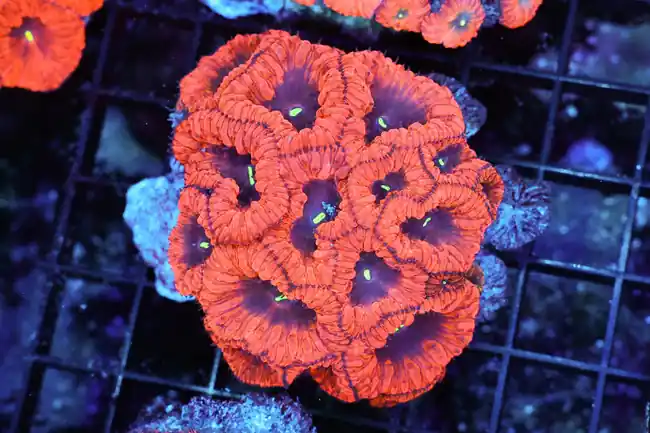 Vampire Blastomussa Colony WYSIWYG - SAQ Coral Farm
