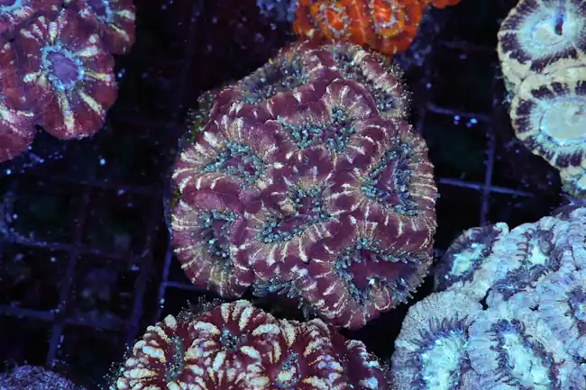 Purple Tint Asian Acan Colony WYSIWYG - SAQ Coral Farm