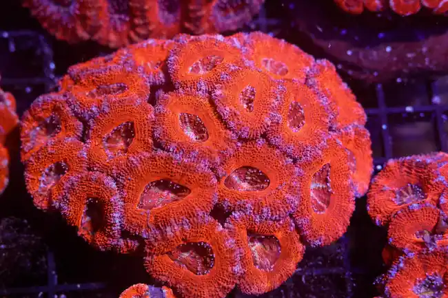 Orange Asian Acan Colony WYSIWYG - SAQ Coral Farm