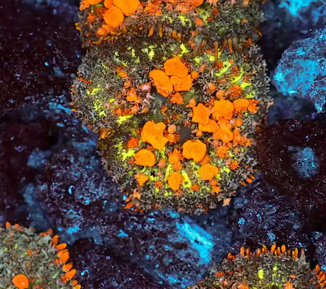 Sunkist Bounce Mushroom WYSIWYG - SAQ Coral Farm