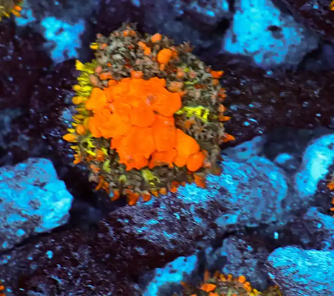 Sunkist Bounce Mushroom WYSIWYG - SAQ Coral Farm