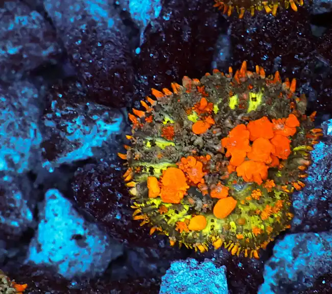 Sunkist Bounce Mushroom WYSIWYG - SAQ Coral Farm