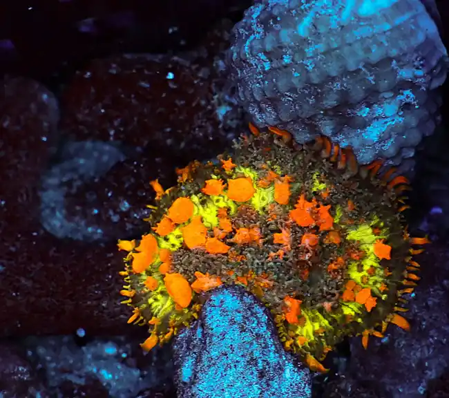 Sunkist Bounce Mushroom WYSIWYG - SAQ Coral Farm