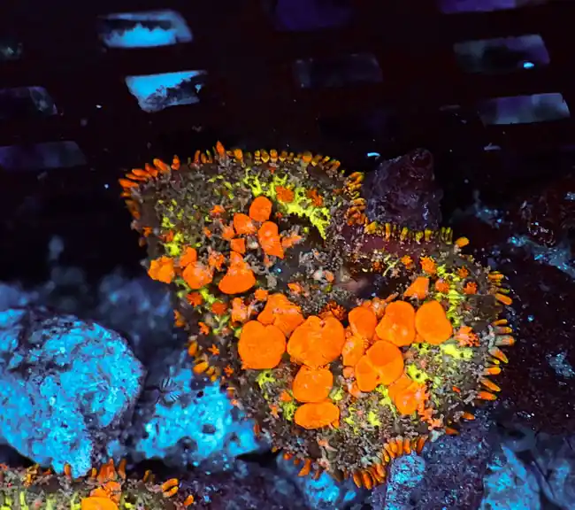 Sunkist Bounce Mushroom WYSIWYG - SAQ Coral Farm