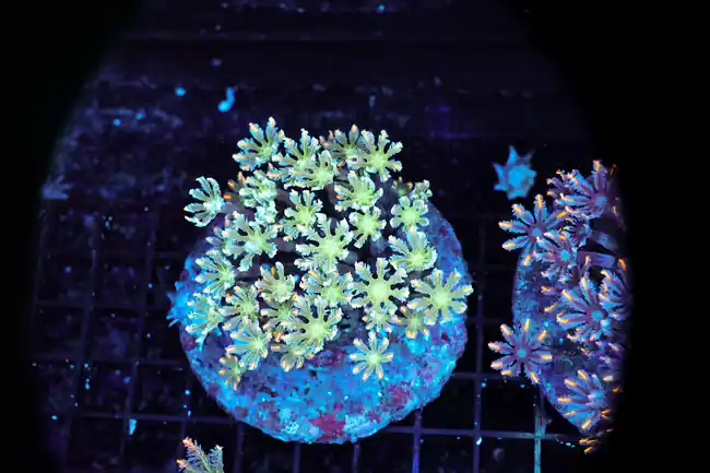 Neon Powder Cloves Colony WYSIWYG - SAQ Coral Farm