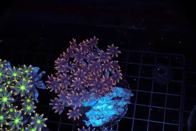 Orange Tip Cloves Colony WYSIWYG - SAQ Coral Farm