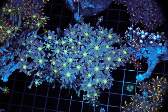 Cloves Colony WYSIWYG - SAQ Coral Farm