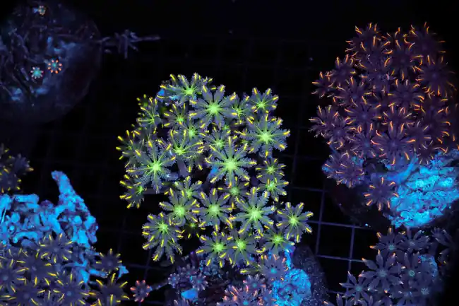 Yellow Cloves Colony WYSIWYG - SAQ Coral Farm