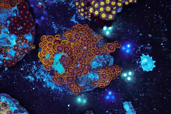Multi-Zoanthid Rock Colony WYSIWYG - SAQ Coral Farm