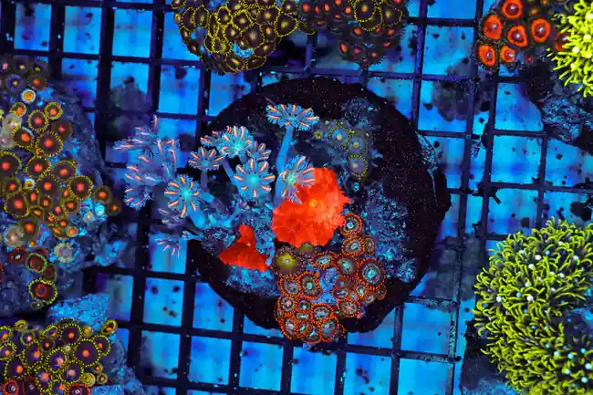 Multi-Zoanthid Rock Colony WYSIWYG - SAQ Coral Farm