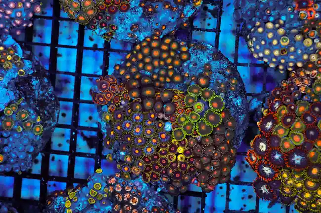 Multi-Zoanthid Rock Colony WYSIWYG - SAQ Coral Farm