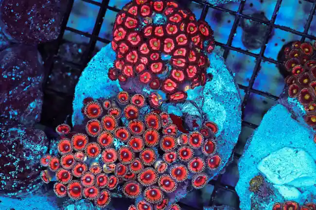 Multi-Zoanthid Rock Colony WYSIWYG - SAQ Coral Farm