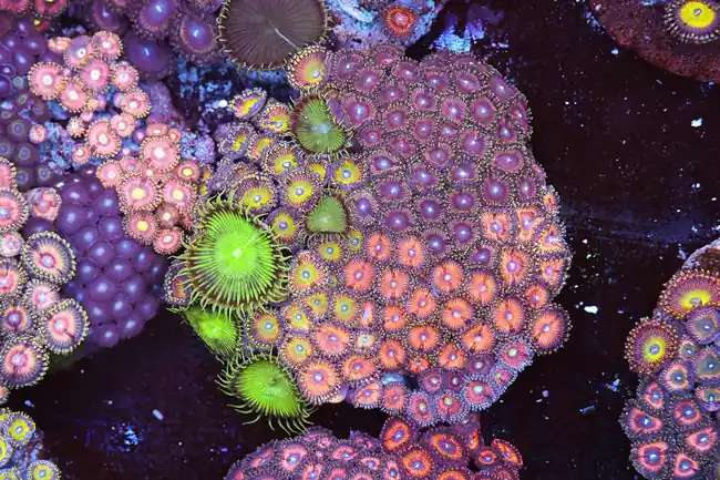 Multi-Zoanthid Rock Colony WYSIWYG - SAQ Coral Farm