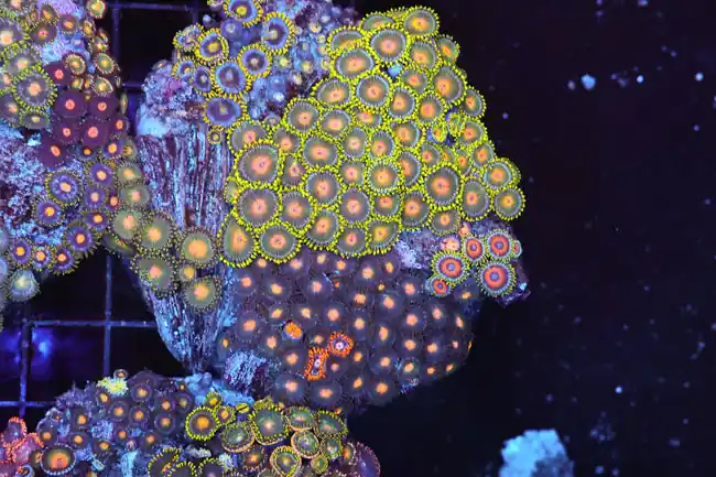 Multi-Zoanthid Rock Colony WYSIWYG - SAQ Coral Farm