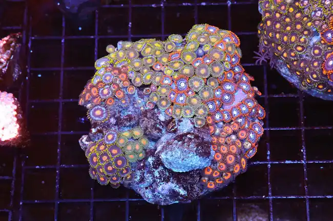 Multi-Zoanthid Rock Colony WYSIWYG - SAQ Coral Farm