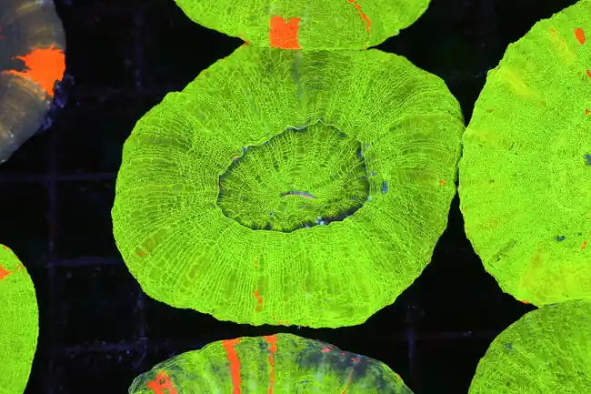 Green Scolymia WYSIWYG - SAQ Coral Farm