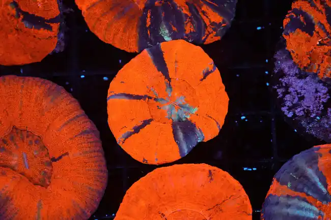 Ultra War Paint Scolymia WYSIWYG - SAQ Coral Farm