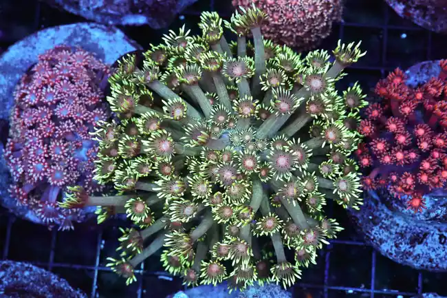 Venus Fly Trap Goniopora Coral Colony WYSIWYG - SAQ Coral Farm