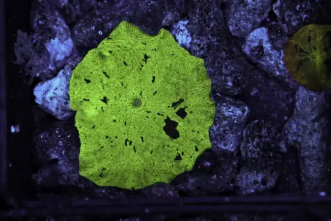 Mint Chip Jawbreaker Discosoma WYSIWYG - SAQ Coral Farm