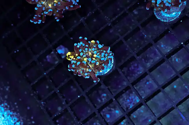 Grafted Frogspawn Coral WYSIWYG - SAQ Coral Farm