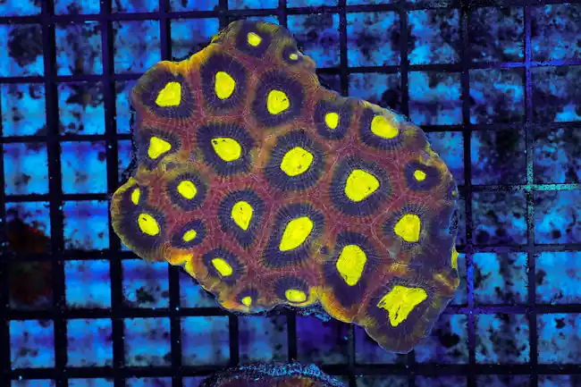 Dragon Soul Favia Colony WYSIWYG - SAQ Coral Farm