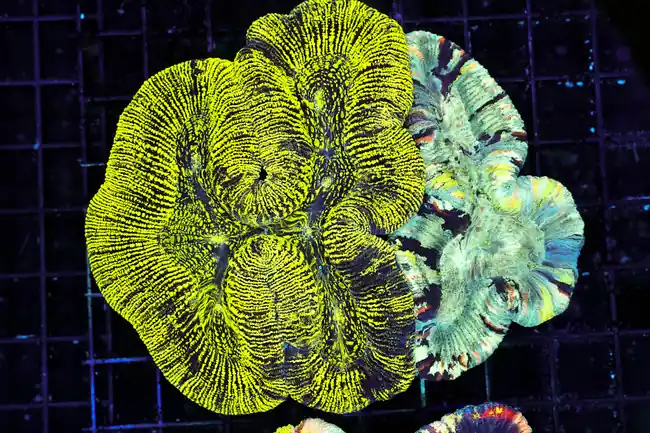 Kryptonite Wave Trachyphyllia WYSIWYG - SAQ Coral Farm