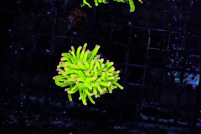Holy Grail Torch WYSIWYG - SAQ Coral Farm