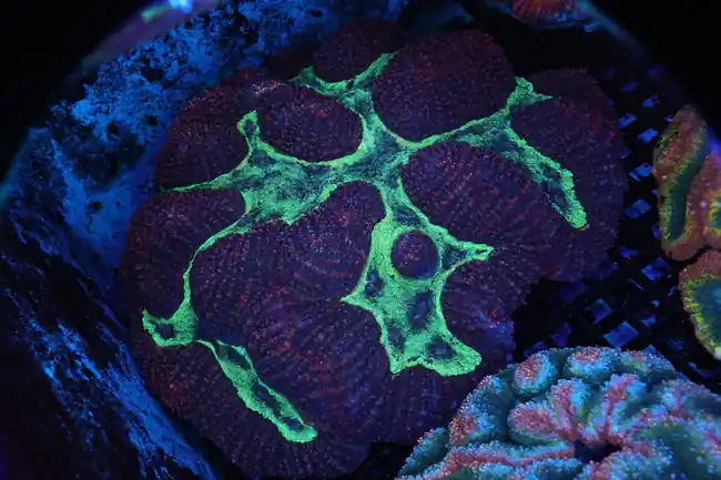 LG Alien Swamp Symphyllia Coral Colony WYSIWYG - SAQ Coral Farm