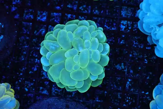 Green Bubble Coral WYSIWYG - SAQ Coral Farm