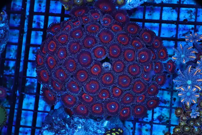 Red Zoanthid Rock Colony WYSIWYG - SAQ Coral Farm