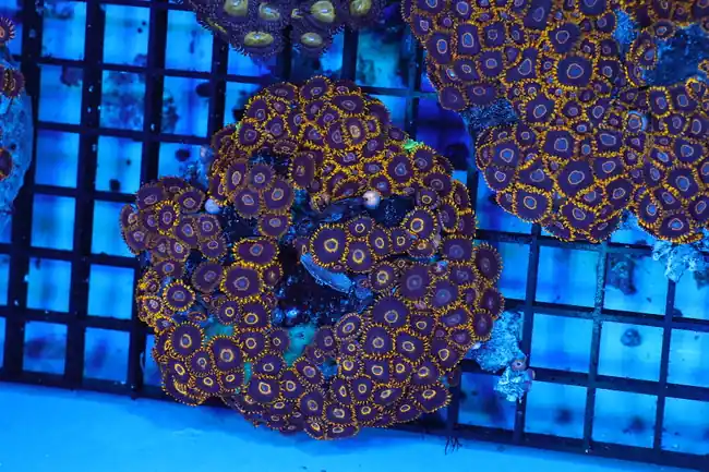 Zoanthid Rock Colony WYSIWYG - SAQ Coral Farm