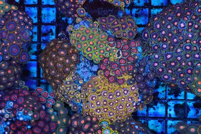 Zoanthid Rock Colony WYSIWYG - SAQ Coral Farm