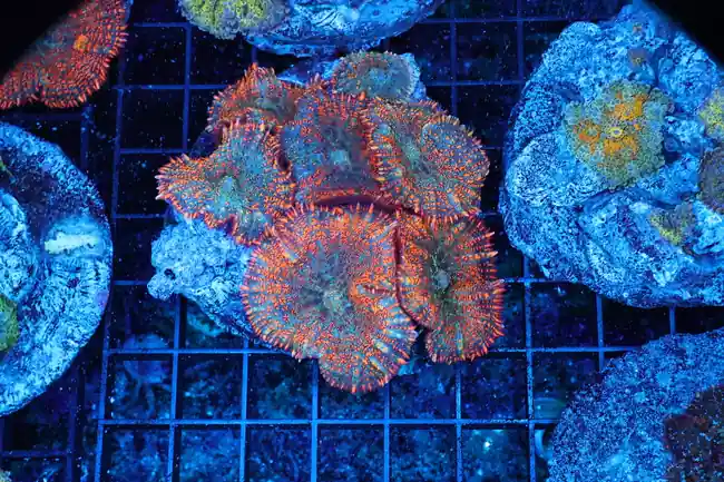 Orange Rhodactis Mushroom Rock Colony WYSIWYG - SAQ Coral Farm