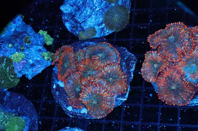 Orange Rhodactis Mushroom Rock Colony WYSIWYG - SAQ Coral Farm
