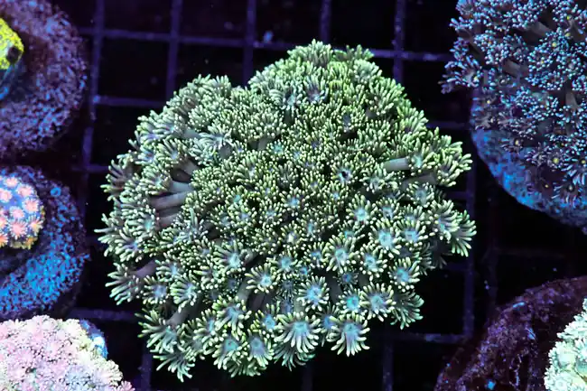 Mint Goniopora Colony WYSIWYG - SAQ Coral Farm