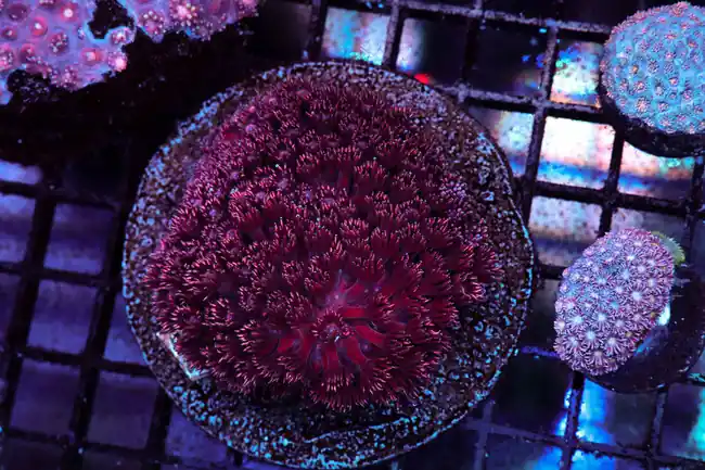 Frosted Tip Red Goniopora Colony WYSIWYG - SAQ Coral Farm