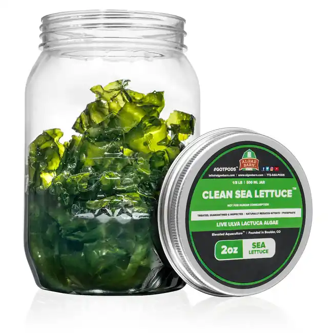 2 oz CleanSea Lettuce (Ulva Lactuta) - Algae Barn