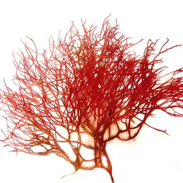 2 oz Red Ogo Gracilaria (Gracilaria parvispora) - Algae Barn