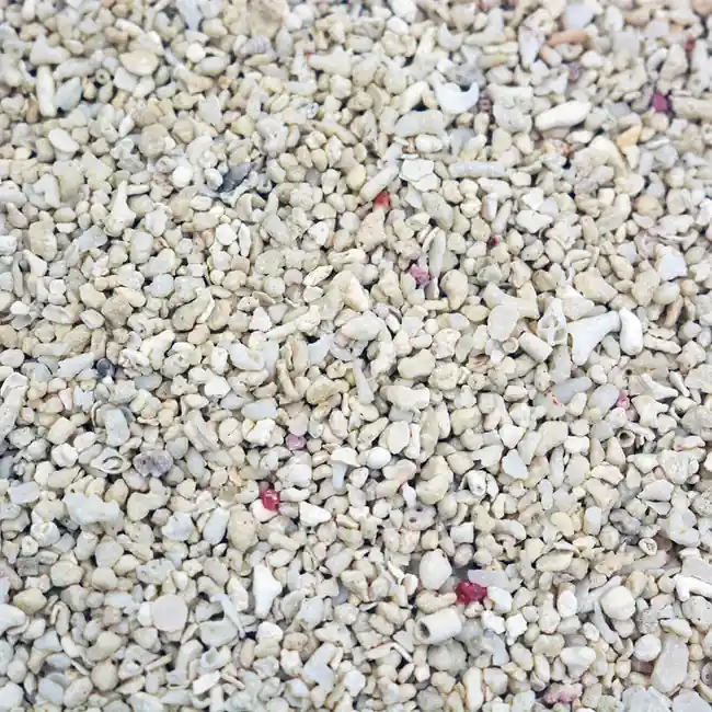 Live Aragonite Coarse Reef Sand 1-3mm (6.6 lb) Outstanding Selections - Two Little Fishies