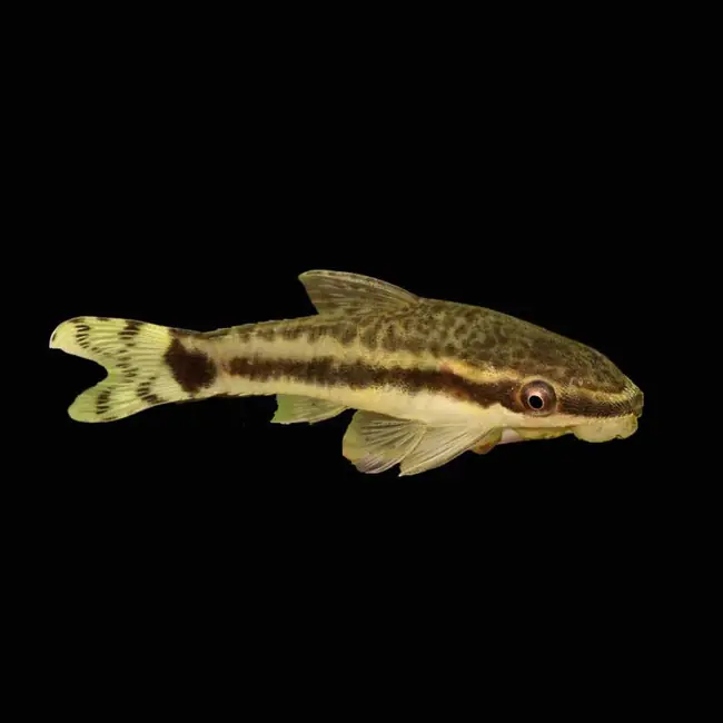 (3 PACK) Algae Eating Otocinclus Catfish (Freshwater) Fish - SAQ Chicago Fish