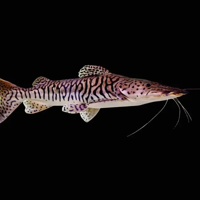 Shovel Nose Tiger Catfish (Freshwater) Fish - SAQ Chicago Fish