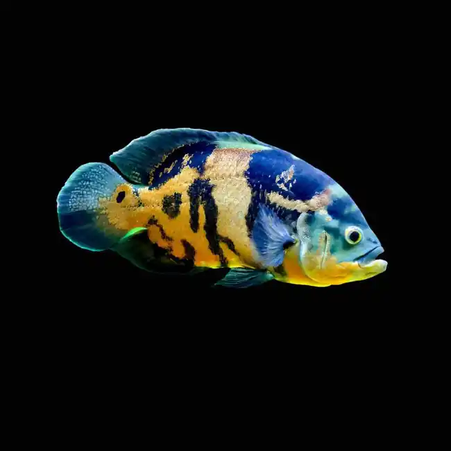 Tiger Oscar (Freshwater) Fish - SAQ Chicago Fish