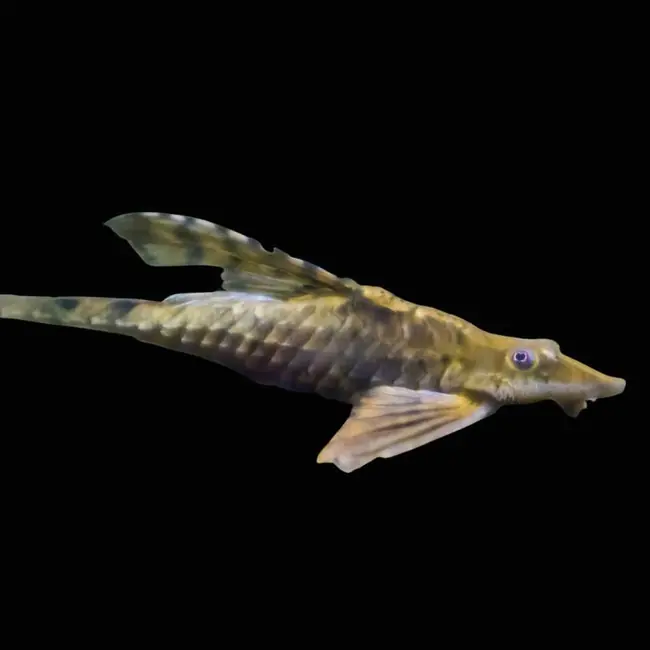 Twig Catfish Farlowella (Freshwater) Fish - SAQ Chicago Fish