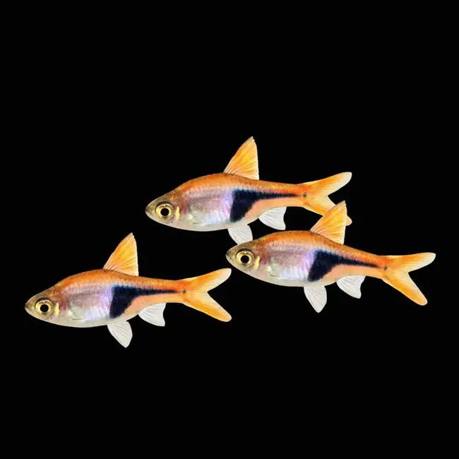 (6 Pack) Harlequin Rasbora (Freshwater) Fish - SAQ Chicago Fish